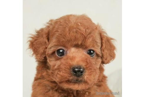 成約済の千葉県のトイプードル-208849の2枚目